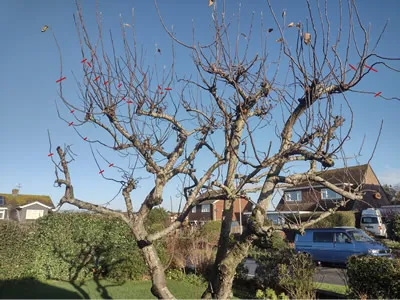An Unpruned Apple Tree